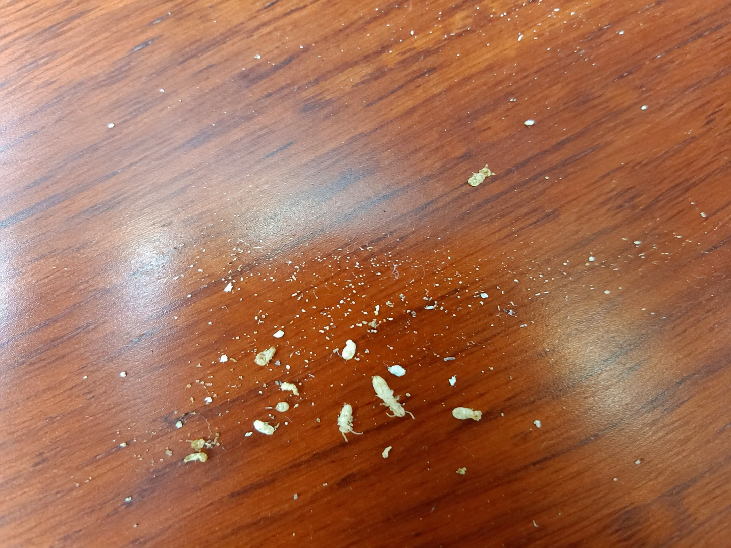 零售店木製展示櫃異常掉屑，拆查發現白蟻蛀蝕